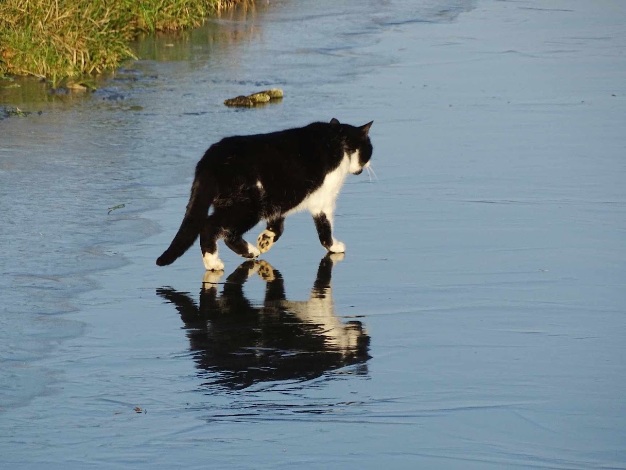 Op kousenvoeten over het ijs, weerfoto door Dilia van Zon (december)