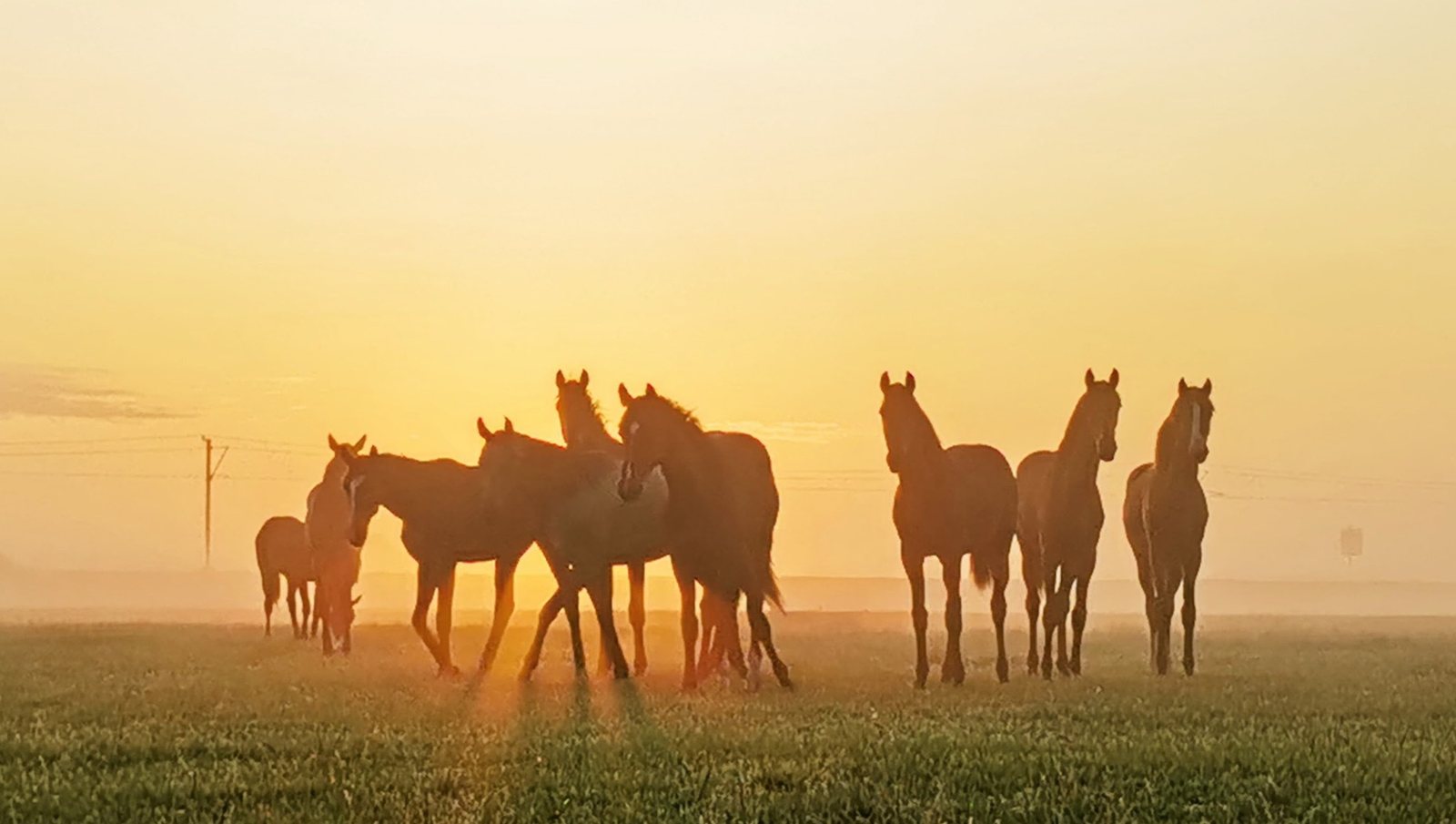Paarden in de ochtendzon, weerfoto door Ger Zandbergen (juni)