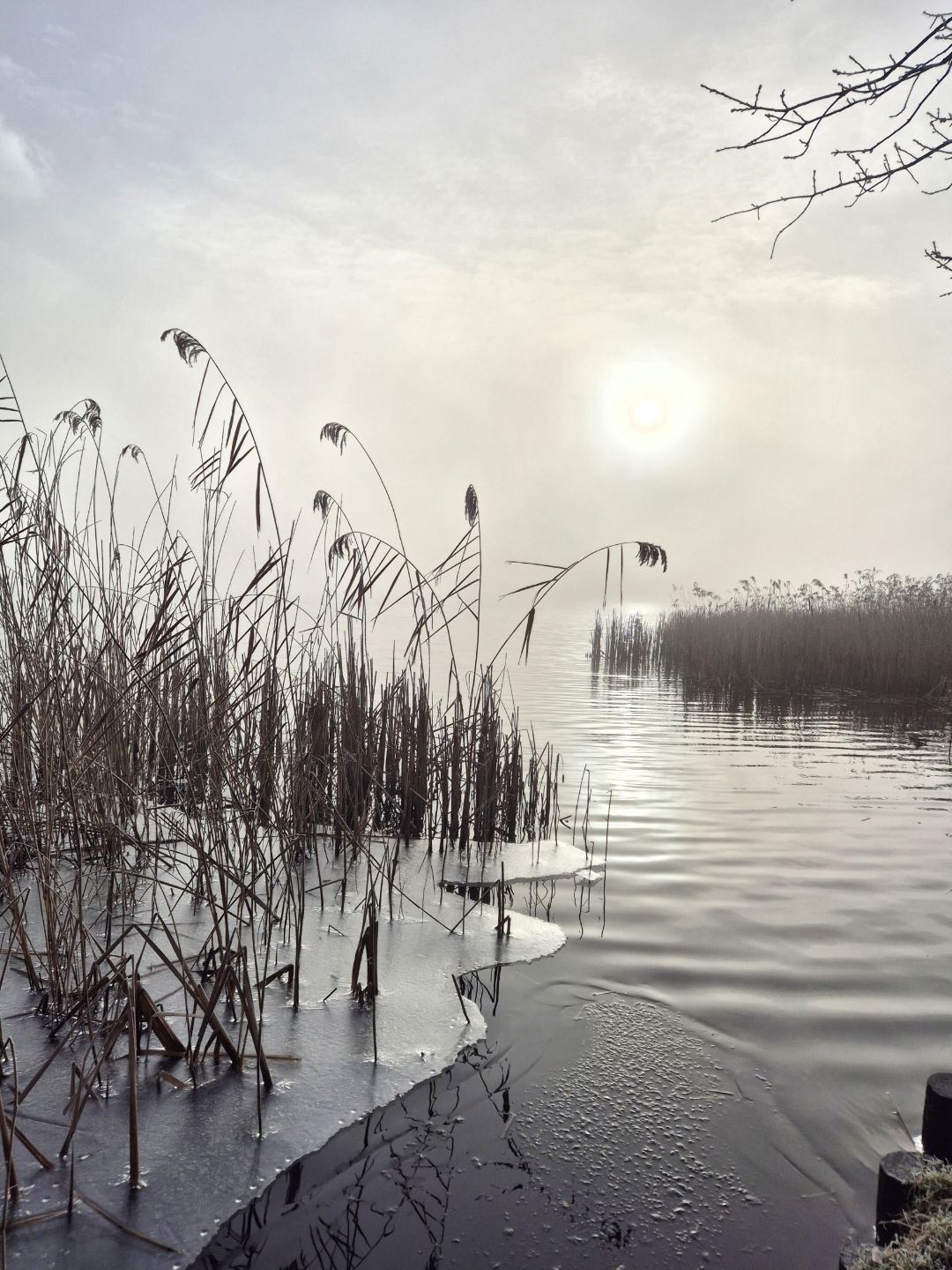 IJle ochtend aan het riet, weerfoto door Jolanda Dekker (februari)