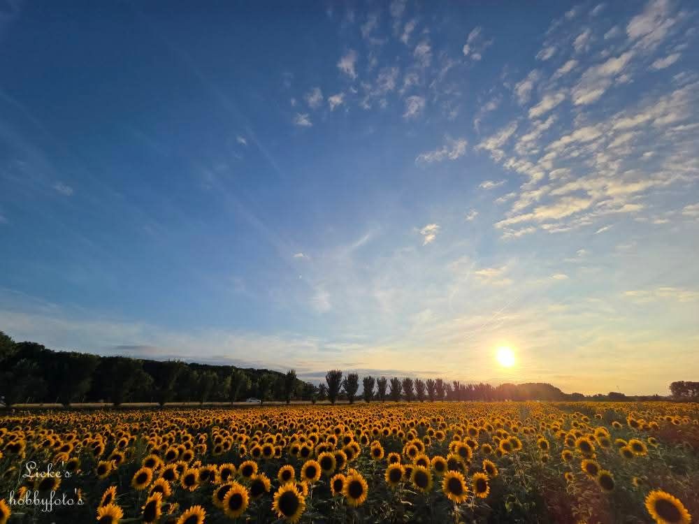 Avond boven het zonnebloemveld, weerfoto door Lieke’s Hobbyfoto’s (augustus)