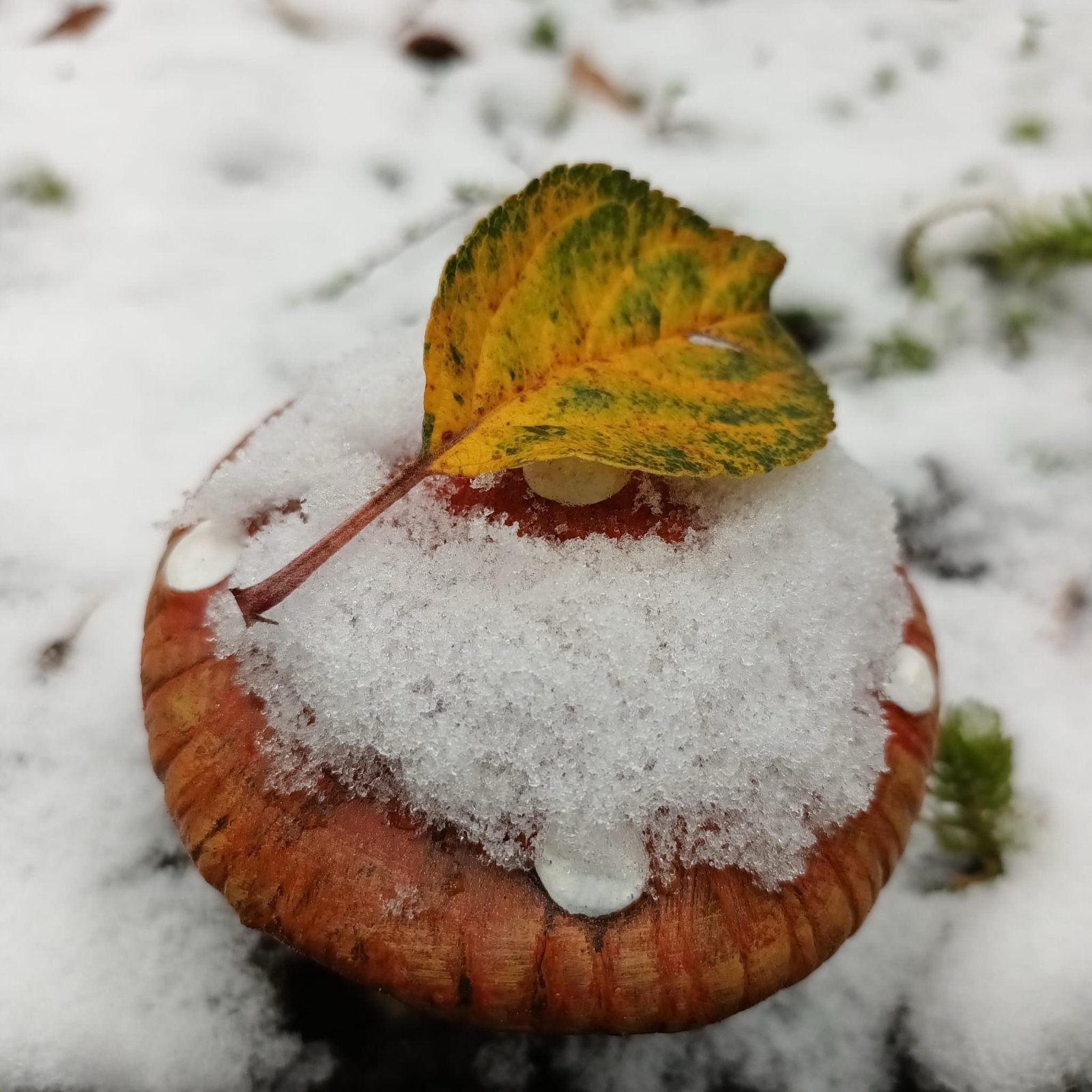 Paddenstoel met sneeuwmuts, weerfoto door Anita Tarmond (november)