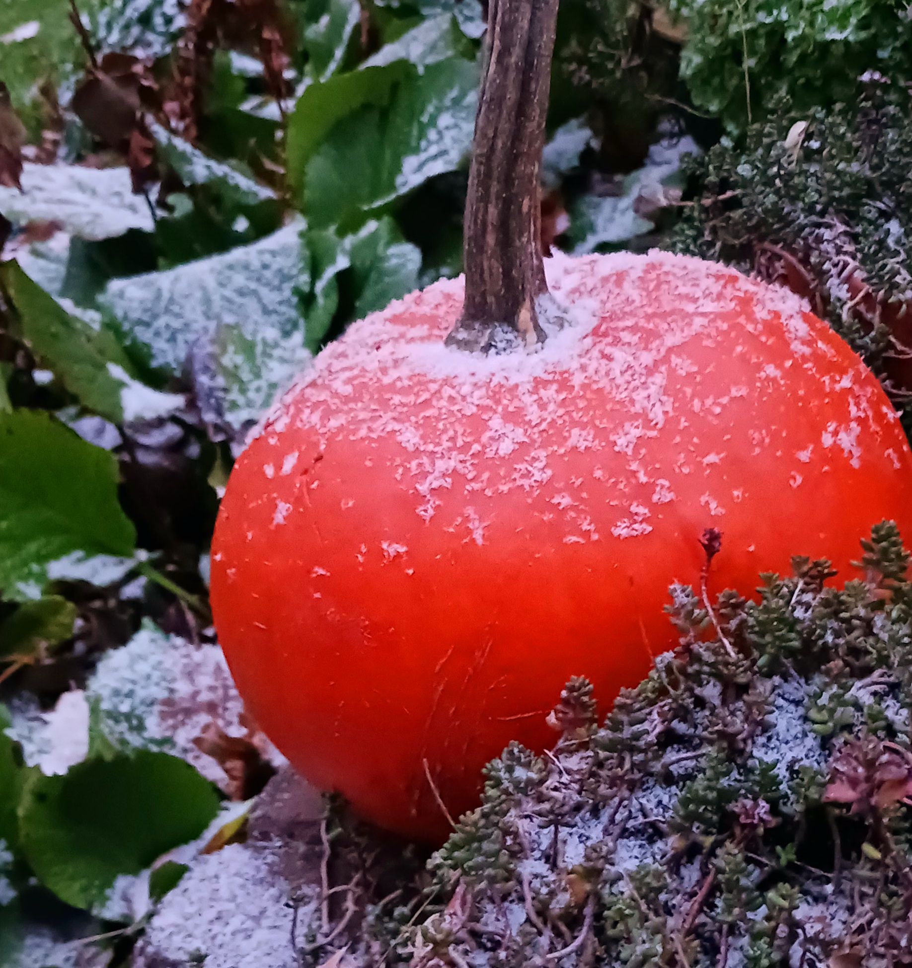 Herfst ontmoet winter, weerfoto door Marga Kleinveld (november)
