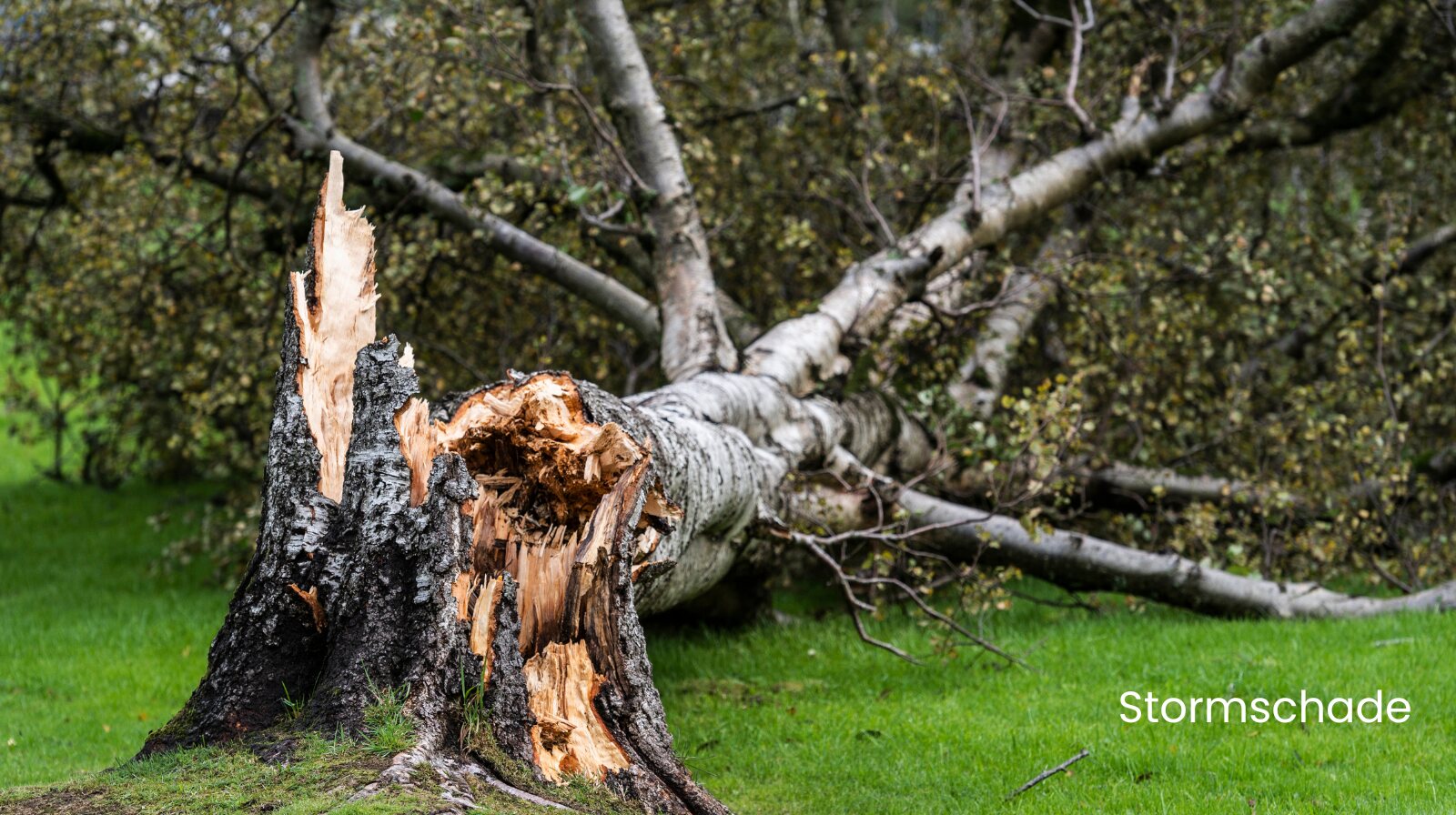 De kracht van de herfststorm, weerfoto door Redactie Weermeisje (oktober)